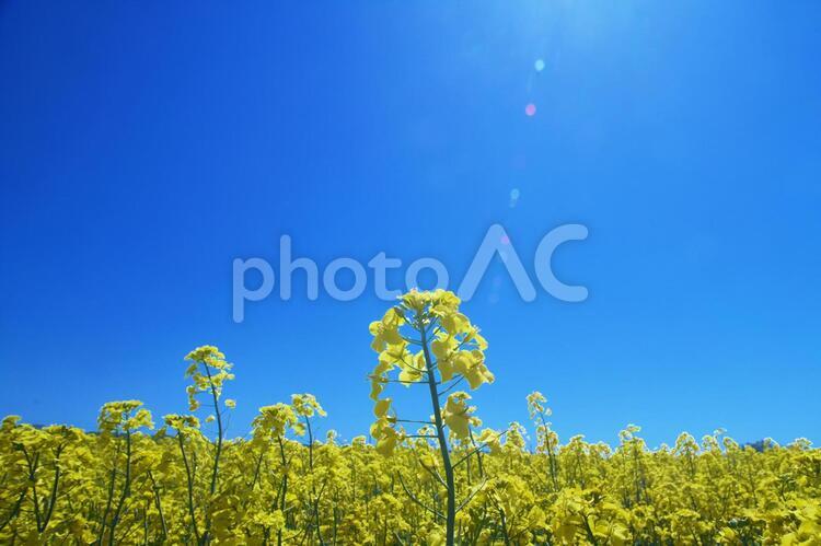 絶景のお花畑 菜の花,菜の花畑,花の写真素材