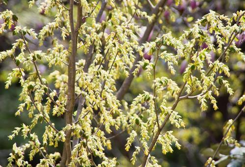 Photo, flower, nioito dogwood, toshi sickle, 