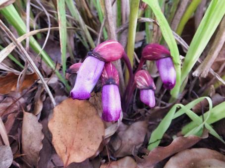 ナンバンギセルの花 ナンバンギセル,花,夏の写真素材