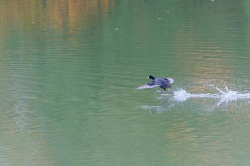 水面を駆けるオオバンの飛翔 水面を駆けるオオバンの飛翔 オオバン,鳥,野鳥の写真素材