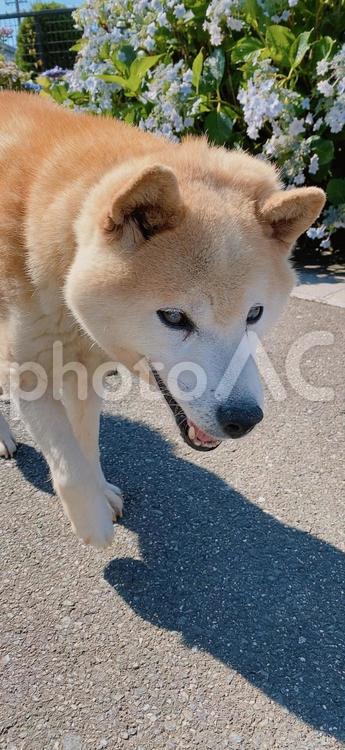 犬の散歩 犬,柴犬,ペットの写真素材