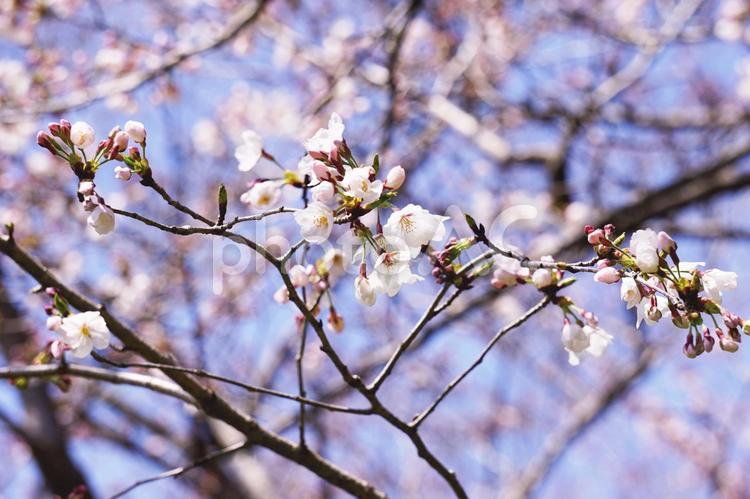 桜　枝　青空　 桜,さくら,花の写真素材
