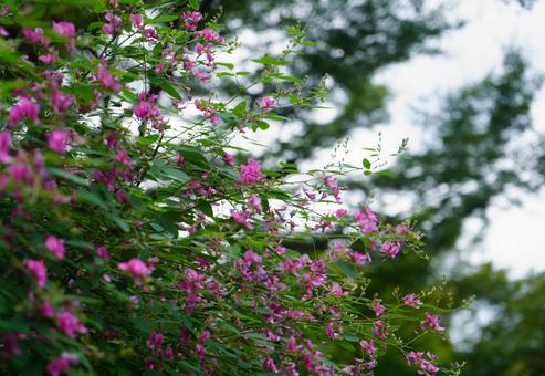 萩の花、秋の風情 萩の花、秋の風情の写真