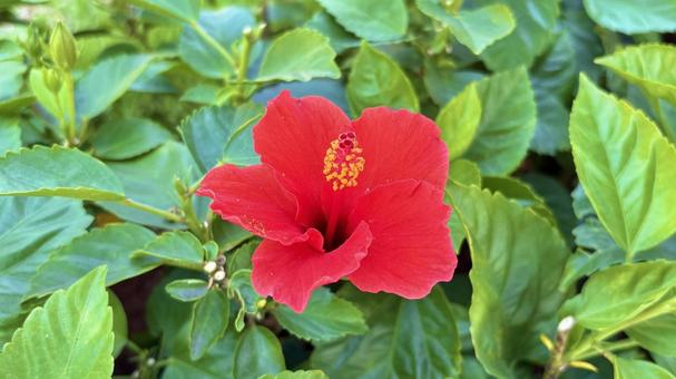 ハイビスカス ハイビスカス ハイビスカス,夏,花の写真素材