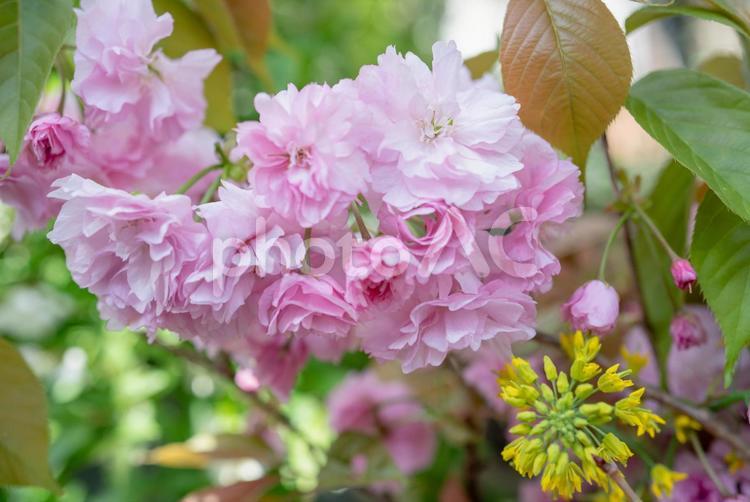 華やかな春の花の背景/ボタン桜/サクラ/ボタンザクラ/さくらの花 桜,サクラ,菜の花の写真素材