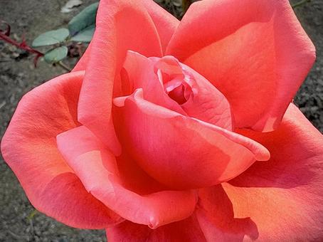 凛とした姿の薔薇の花 薔薇,ソウビ,花の写真素材