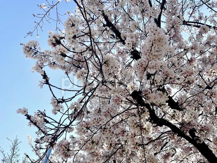 青空を仰ぐ満開の桜１ 桜,枝,４月の写真素材