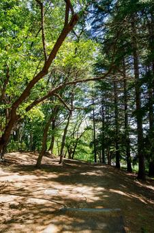 真夏の公園⑾ 真夏の公園⑾の写真