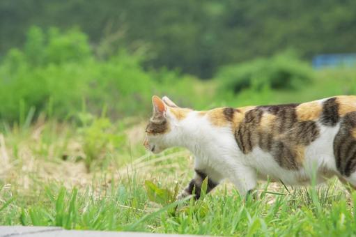 猫の散歩 猫の散歩の写真