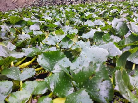 Lotus leaves spreading on the water surface, JPG Lotus leaves spreading on the water surface, JPG