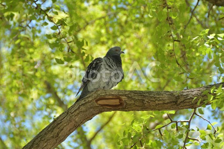 動物　鳥　青々としたイチョウの木にとまる鳩 鳥,鳥類,ドバトの写真素材