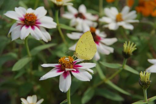 百日草の蜜を吸う黄色い蝶々 秋,自然,百日草の写真素材