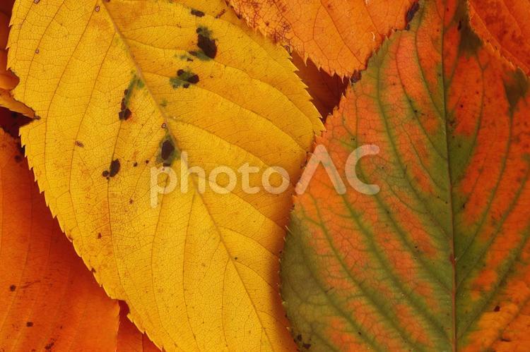 落葉の紅葉　秋のイメージ 落葉,紅葉,サクラの写真素材