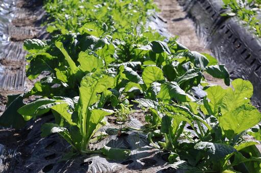 緑の菜っ葉の栽培された土の畑 緑,菜っ葉,栽培の写真素材