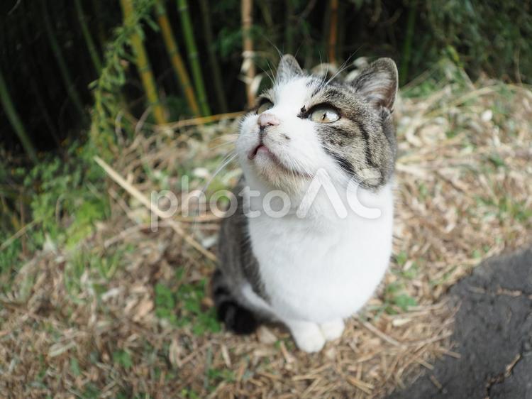 こちらを見上げる猫 猫,見上げる,可愛いの写真素材