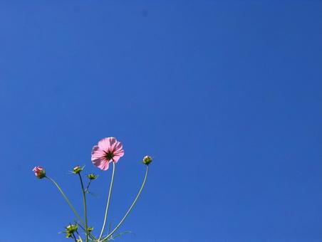 秋の空にのびていくコスモス コスモス,秋桜,背景素材の写真素材