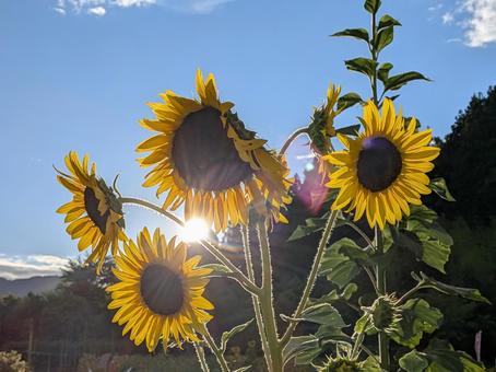 夏の光を背中に受けて 夏の光を背中に受けて ひまわり,向日葵,太陽の写真素材