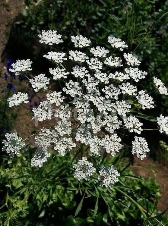 花　ホワイトレースフラワー　レースフラワー　ドクゼリモドキ　毒芹擬き　可憐な心　細やかな愛情　感謝 ホワイトレースフラワー,レースフラワー,ドクゼリモドキの写真素材