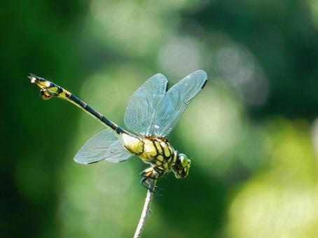 【昆虫写真】ウチワヤンマ(団扇蜻蜒) 【昆虫写真】ウチワヤンマ(団扇蜻蜒)の写真