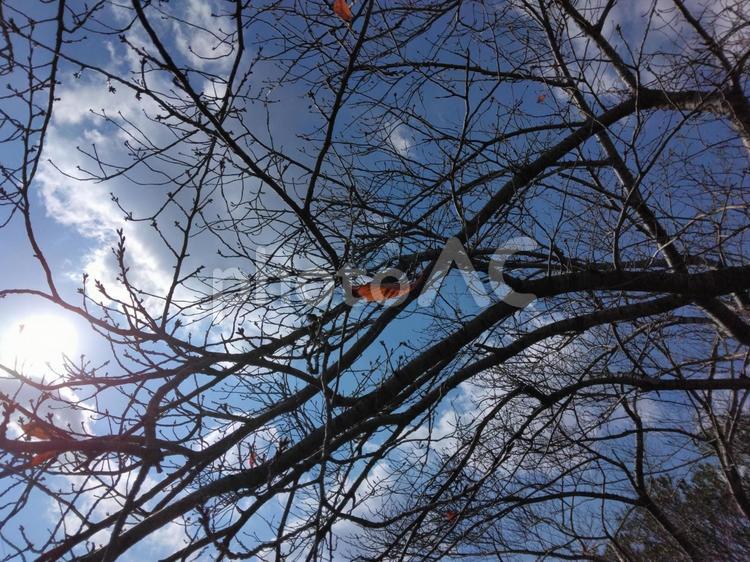 葉の残る冬の桜と太陽と１ 葉,太陽,桜の写真素材