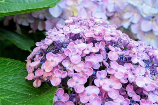 あじさい  hydrangea あじさい  hydrangeaの写真