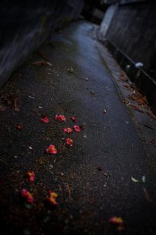椿の花の小道 椿の花の小道の写真