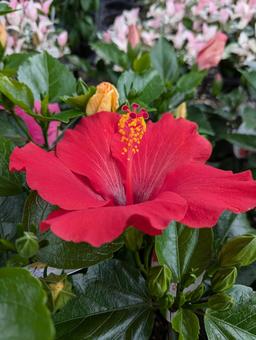 ハイビスカスの花 ハイビスカスの花の写真