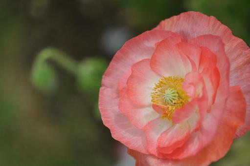 Poppy (pink), JPG Poppy (pink), JPG