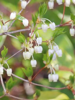 Enkianthus campanulatus, JPG Enkianthus campanulatus, JPG