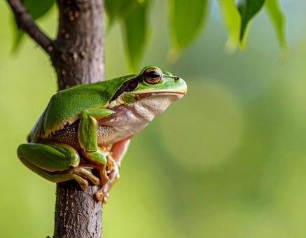 木に登るカエル 木に登るカエルの写真