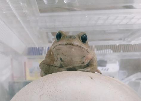 ミヤコジマヒキガエルさま正面 ミヤコジマヒキガエルさま正面 ミヤコジマヒキガエル,正面,カエルの写真素材