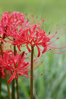 Close-up of red cluster amaryllis, JPG Close-up of red cluster amaryllis, JPG