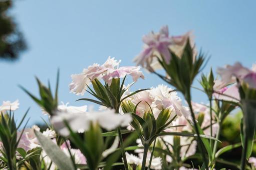 青空に映えるナデシコの花 青空に映えるナデシコの花の写真