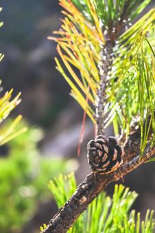 松ぼっくりのこども まつぼっくり,秋,自然の写真素材