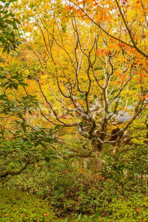 錦秋・京都絵巻！大徳寺塔頭・高桐院の紅葉 和風,紅葉,秋の写真素材