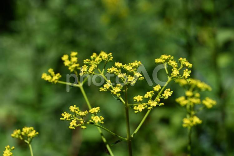 赤城自然園で撮ったオミナエシの花 フラワー,夏,クローズアップの写真素材