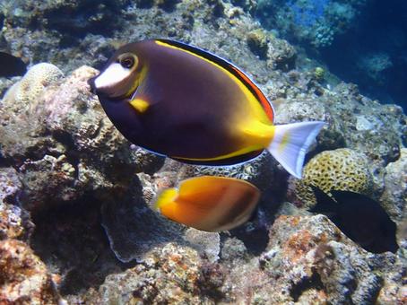 ナミダクロハギ ナミダクロハギ 魚,熱帯魚,海の写真素材