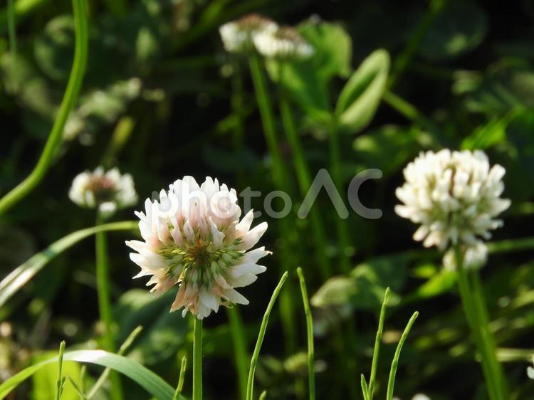 嬉しそうなシロツメクサ シロツメクサ,花,草花の写真素材