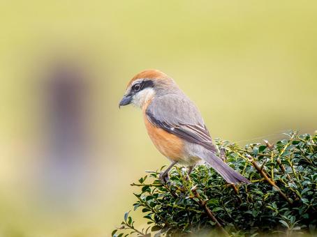 枝にとまるモズ・百舌鳥 枝にとまるモズ・百舌鳥 モズ,百舌鳥,野鳥の写真素材