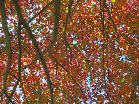 紅葉風景autumn leaves 紅葉風景autumn leavesの写真