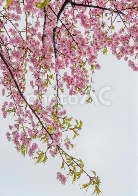 雨上がりの桜のイメージ 桜,サクラ,さくらの写真素材