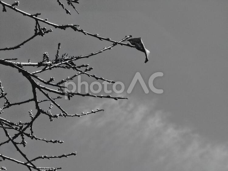 木枯らし　枯木　冬 木枯らし,枯葉,枯れ葉の写真素材