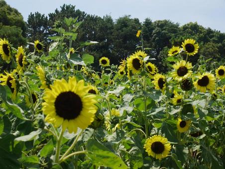 ひまわり畑 ひまわり畑 ひまわり,ひまわり畑,夏の花の写真素材