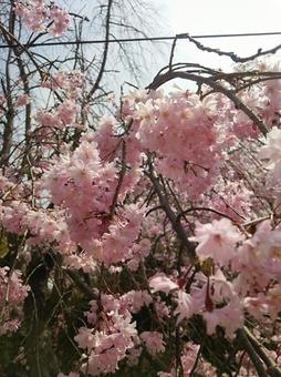 桜 桜の写真