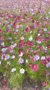 満開のコスモス畑 コスモス,お花見,秋の写真素材
