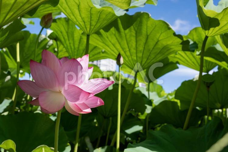 青空と葉の陰の蓮の花 青空,夏,空の写真素材