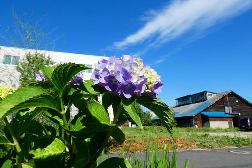 「紫陽花と青空と雲」 「紫陽花と青空と雲」 北海道,夏,アジサイの写真素材