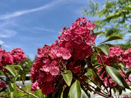 カルミアの花 カルミアの花の写真