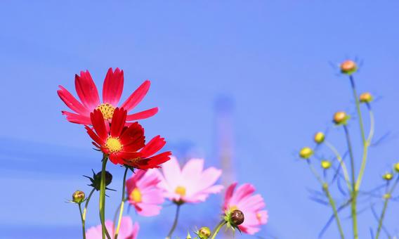 秋晴れの日の秋桜の花 秋晴れの日の秋桜の花の写真