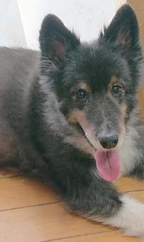愛犬シェルティ004 愛犬シェルティ004の写真
